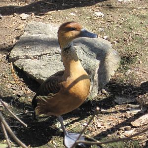 Fulvous Whistling Duck
