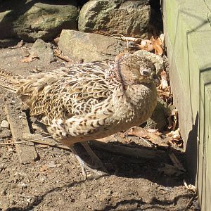 Female Ring-Necked Pheasant
