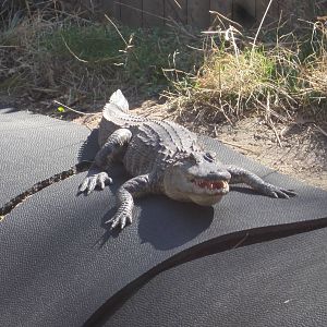 American Alligator