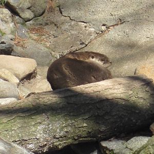 Sleepy River Otter