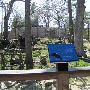 Bald Eagle Exhibit