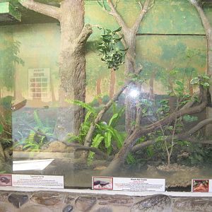 Mixed Reptile Exhibit