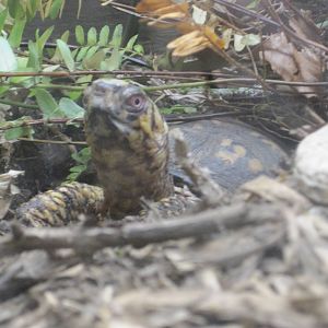 Eastern Box Turtle