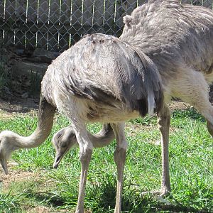 Greater Rheas Grazing