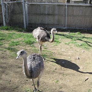 Rheas on a Fine Spring Day