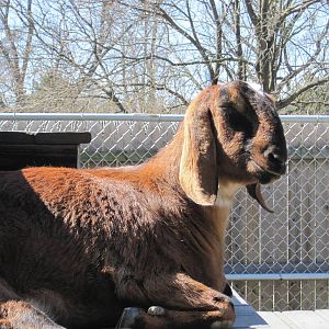 Nubian Goat