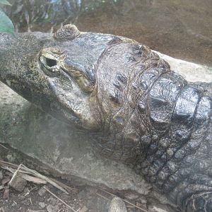 Up Close with a Yacare Caiman
