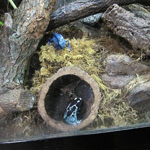 Poison Dart Frogs