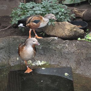 Orinoco Geese