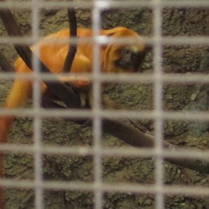 Golden-Lion Tamarin
