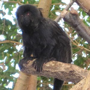 Goeldi's Monkey