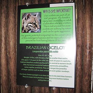Brazilian Ocelot Signage