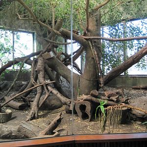 Brazilian Ocelot Exhibit