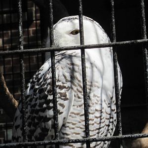 Snowy Owl