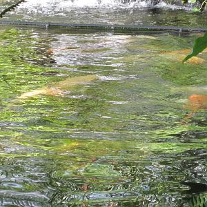 Koi Fish