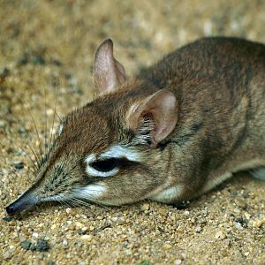 Rufous Elephant shrew