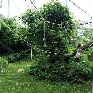 Outside area for Bonobos