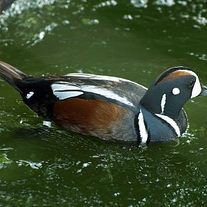 Male Harleguin duck