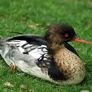 Goosander