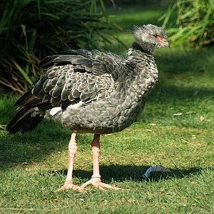 Crested screamer