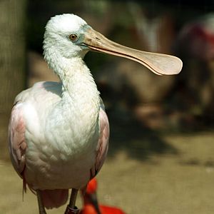 Roseate spoonbill