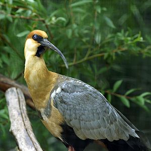 Buff-necked ibis