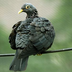 African Olive pigeon