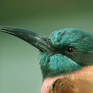 Carmine Bee-eater