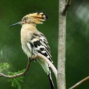 Hoopoe