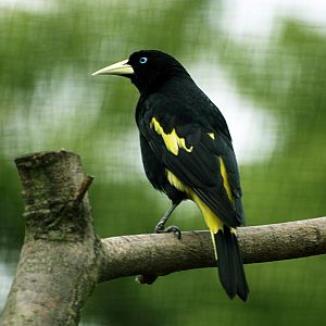 Yellow-rumped Cassique