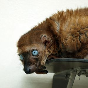 Sclater's lemur female