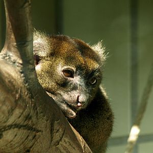 Greater Bamboo lemur