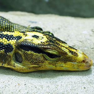 Philippine Water monitor