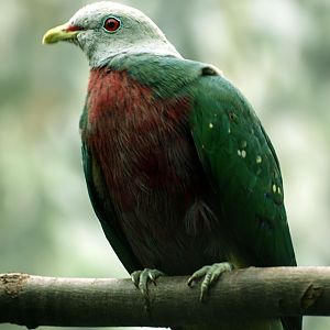 Wompoo Fruit dove