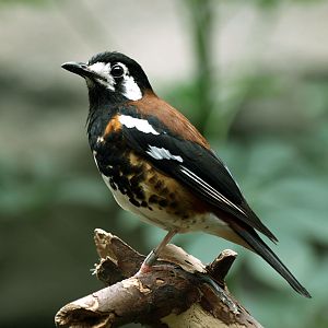 Chestnut-backed thrush