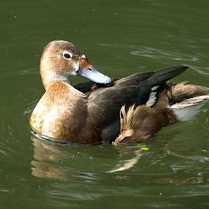 Unidentified duck?