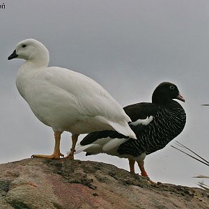 Kelp Goose - male and female.
