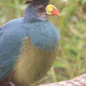 Corythaeola cristata