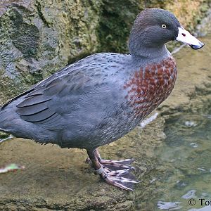 Hymenolaimus malacorhynchos