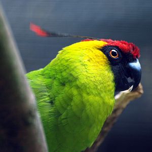 Horned parakeet