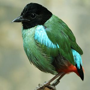 Hooded pitta