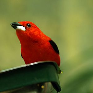 Male Brazilian tanager