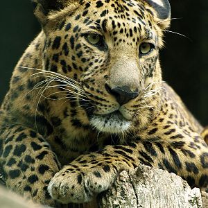 Indian leopard