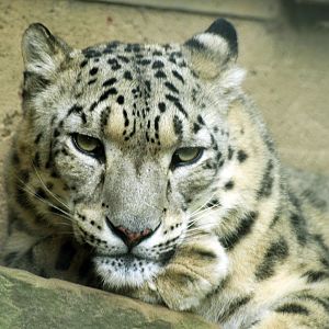Snow leopard