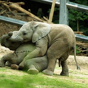 African elephant calves playing