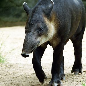 Baird's tapir