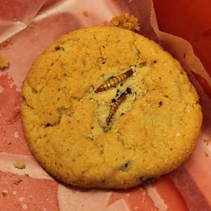 meal worm cookie