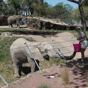 elephant training session