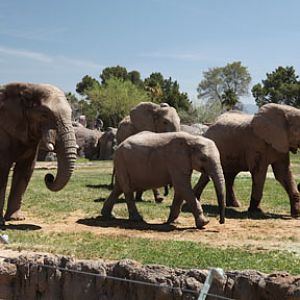elephant herd in exhibit