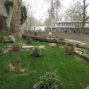 Bat-eared Fox Enclosure